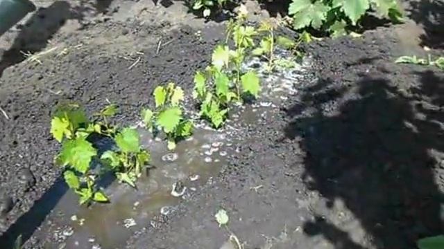 Сеянцы винограда в стаканчиках, посадка. смотреть онлайн