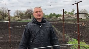 Весенняя подкормка и полив винограда