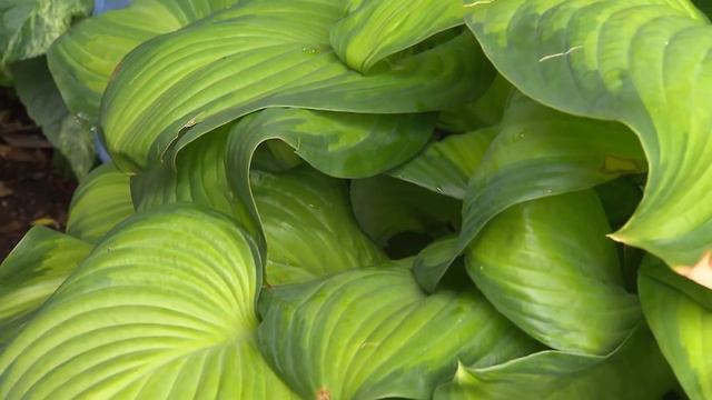 Great Plant Performers in the Trial Gardens| Volunteer Gardener смотреть онлайн