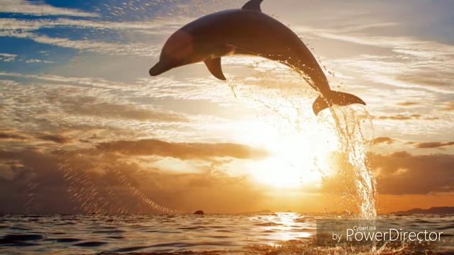 Фото дельфина ? смотреть онлайн