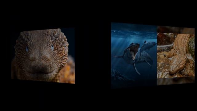 Калимантанский безухий варан: Ведьмак от мира рептилий. Скрытная ящерица с мощнейшим либидо смотреть онлайн