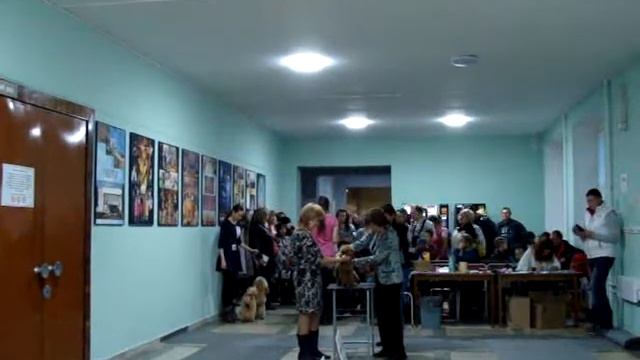 Моно пуделей Уфа-2015 - Незабудка из Мимолетного Видения смотреть онлайн