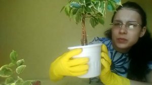 Плетение двойной спиралью и формировка кроны фикуса Бенджамина