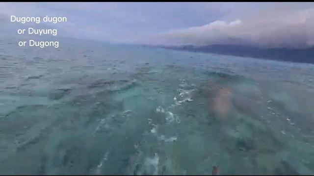 Dugong Or Dugong Dugon - A Time And Friendly Dugong Sighting At Alor In October 2021