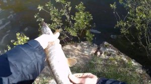 Разловил новый спиннинг Maximus Black Side X. Рыбалка на спиннинг с берега на пруду.