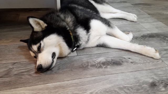 КАК ХАСКИ ПЕРЕНОСЯТ ЖАРУ смотреть онлайн