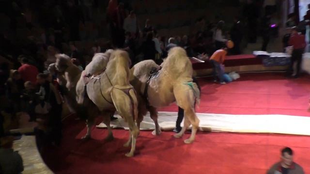 Идём в цирк. Катание на верблюдах.Антракт. смотреть онлайн