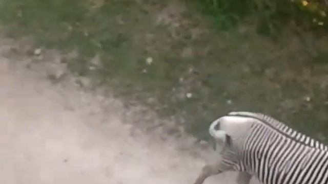 Зебра и жираф в Пражском зоопарке смотреть онлайн