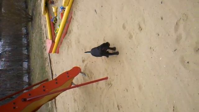 Стаффордширский бультерьер Рокки, знакомство с песком смотреть онлайн