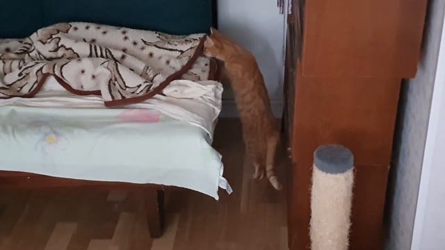 Кошке Сишке не дали поспать смотреть онлайн