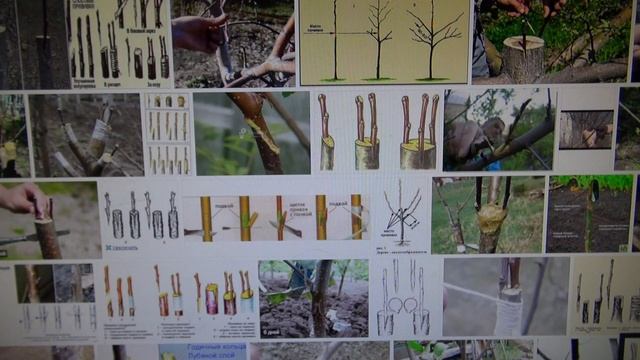 Прививка садовых растений. Теория и практика. Часть первая смотреть онлайн
