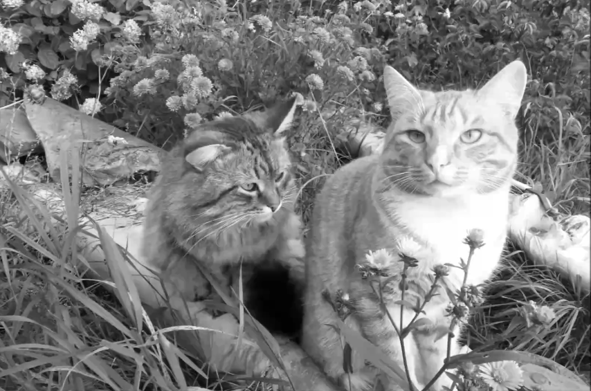 Рыжий и счастливый смотреть онлайн