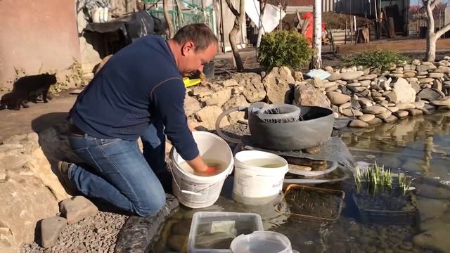 Форель в пруду на участке возле дома. Зарыбление форелью. смотреть онлайн