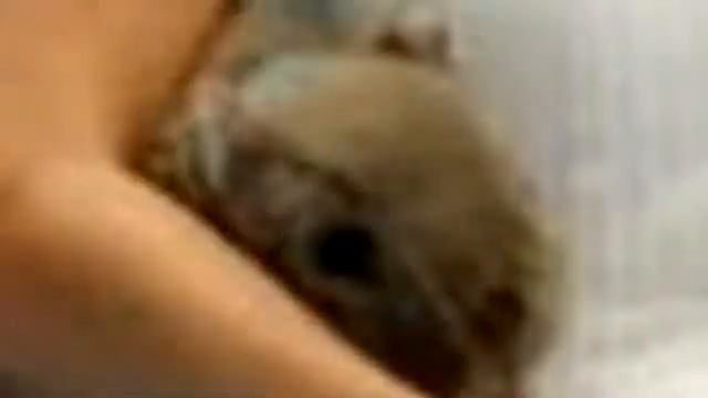 “Мария ШАРАПОВА 5 раз ОДЕВАЛА «Большой шлем»!” смотреть онлайн