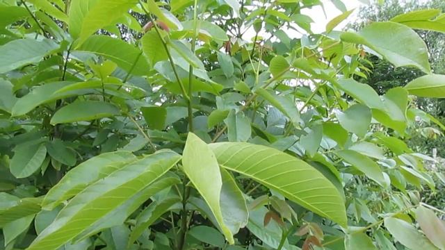 Пение соловья Утро на даче . Nightingale Singing. смотреть онлайн