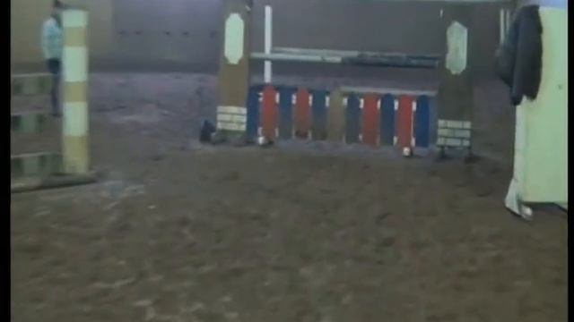 Heiniger-Pferde.com Sarantos x Quick Star KWPN Stute 2008 смотреть онлайн