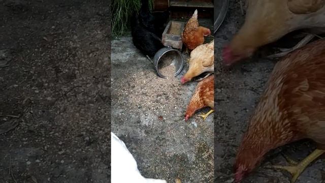 Что делать чтобы куры неслись смотреть онлайн