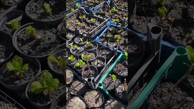 Посадка гортензии #гортензии #гортензия #gardening смотреть онлайн
