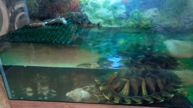 Красноухая черепаха ест рыбу смотреть онлайн