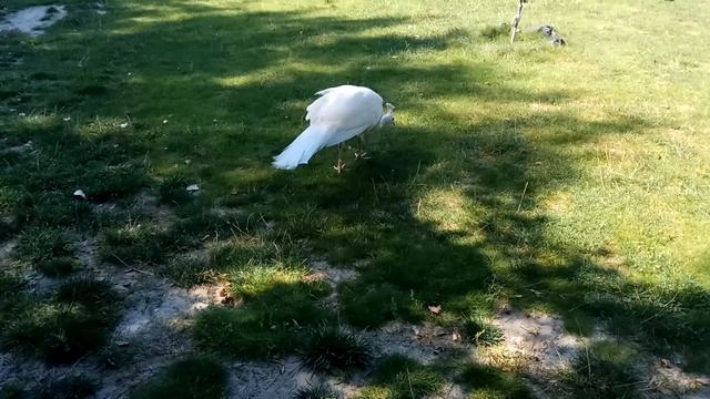 White Peafowl Albino - ПАВЛИН АЛЬБИНОС смотреть онлайн