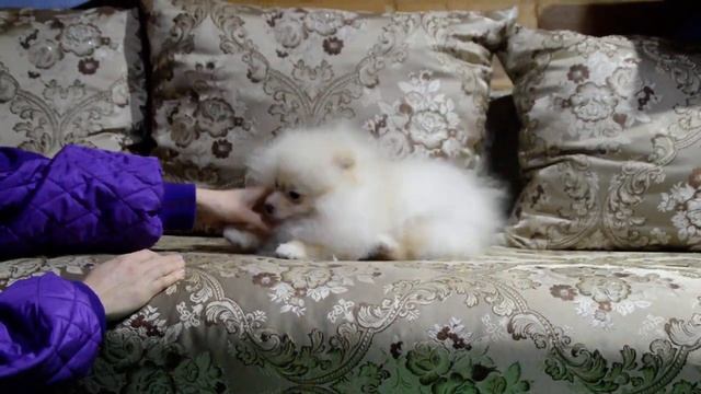 ЩЕНОК МАЛЬЧИК 5 МЕС. смотреть онлайн