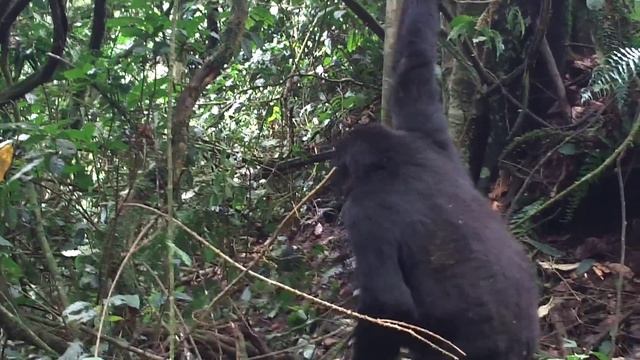 Bwindi National Park - Uganda смотреть онлайн