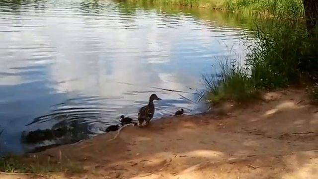 дикие утята смотреть онлайн