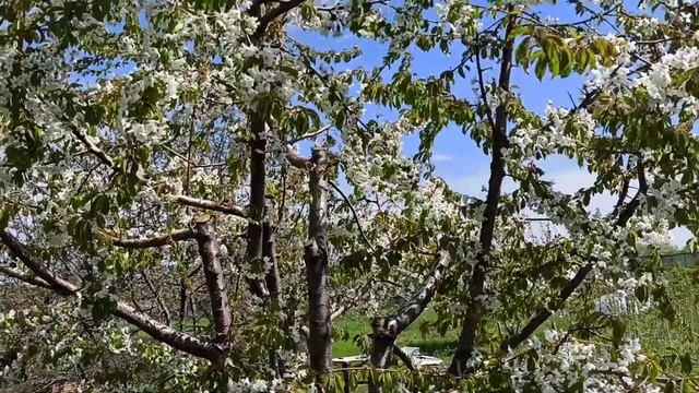 Дюк и черешни.