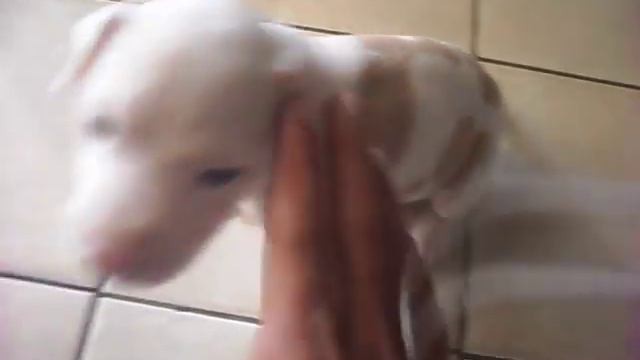 Pit Bull com 30 dias смотреть онлайн