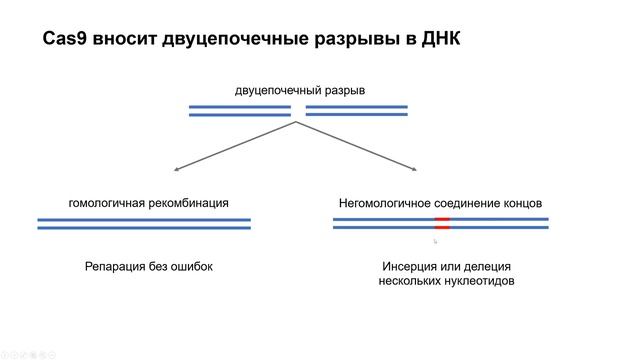 GI5. Как решать задачи на CRISPR/Cas9: механизм и PAM смотреть онлайн