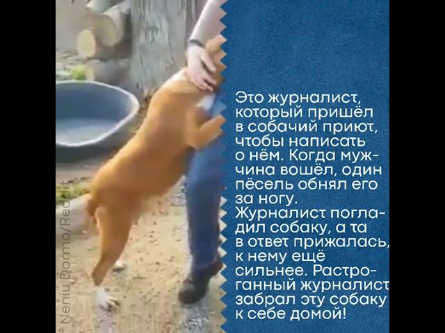Трогательный эпизод из жизни одного журналиста смотреть онлайн