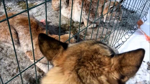 Рыси завтрак,приглашаем на стрим в яндекс дзен сегодня. смотреть онлайн