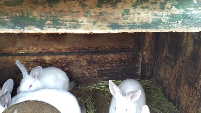 Крольчиха Рожает .кролики смотреть онлайн