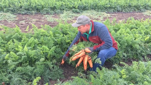 Лучшее от Seminis: морковь шантенэ СВ7381ДЧ в сентябре