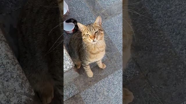 Вот, что значит священное животное... смотреть онлайн