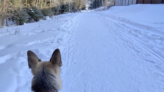 Почему валяется пес Дарик и как мы дрессируемся на выдержку смотреть онлайн