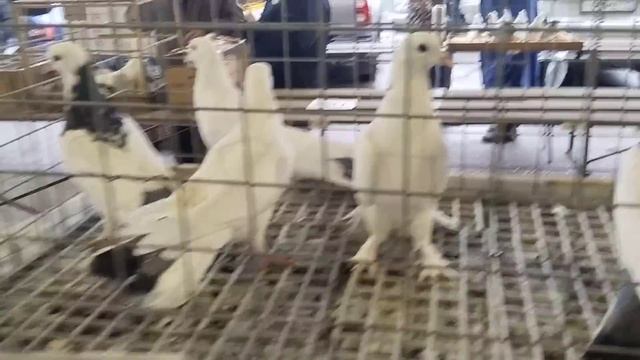 29.10.23 ЯРМАРКА ГОЛУБЕЙ. БРОННИЦЫ смотреть онлайн