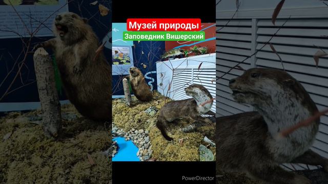 Музей природы заповедник Вишерский #пермскийкрай #вишера #выходные #семья #красота #природа смотреть онлайн