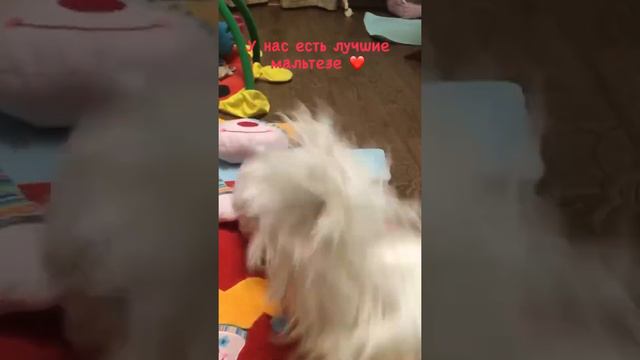 Maltese LOVELY EMPIRE смотреть онлайн