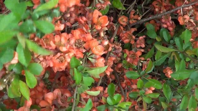 ВЕЛИКОЛЕПНАЯ ЦИДОНИЯ ОБИЛЬНО ЦВЕТЕТ смотреть онлайн