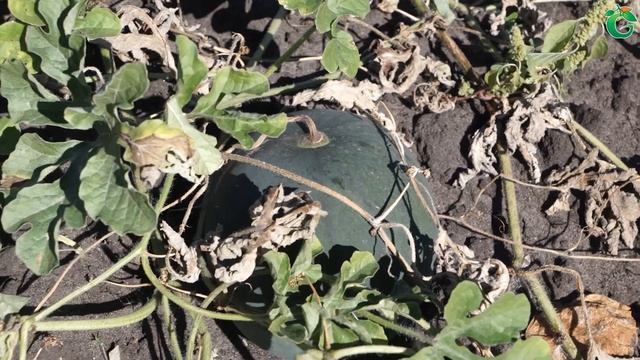 Топ-4 Самых вкусных арбузов в 2020 ✔️ смотреть онлайн