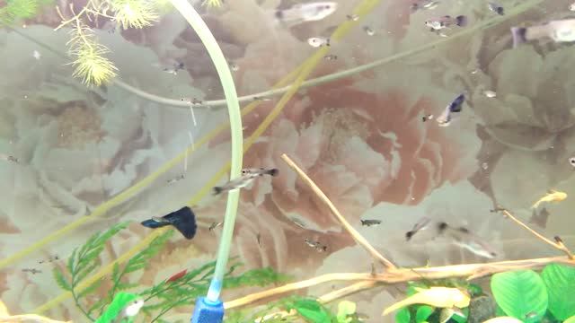 аквариумные рыбки гуппи малахит смотреть онлайн