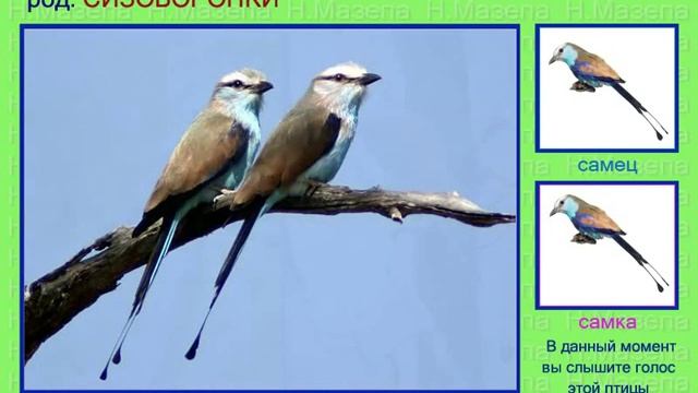 Сизоворонка. Ракша. Голоса птиц смотреть онлайн