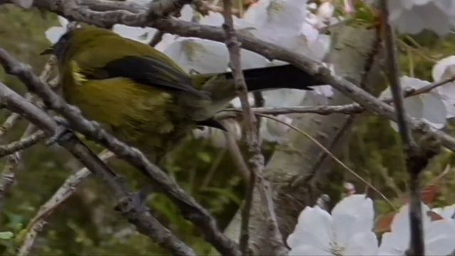 Bellbird (Anthornis melanura) in Rhododendron Dell смотреть онлайн