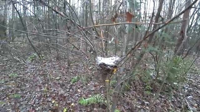 Пошли в лес и набрали много фламмулины! 27 окт 2022. 2 часть смотреть онлайн