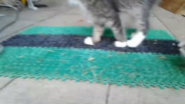 Будни котят Просто милота В конце дня релакс. #котики #котята #cat #kitten #mypet #моипитомцы смотреть онлайн