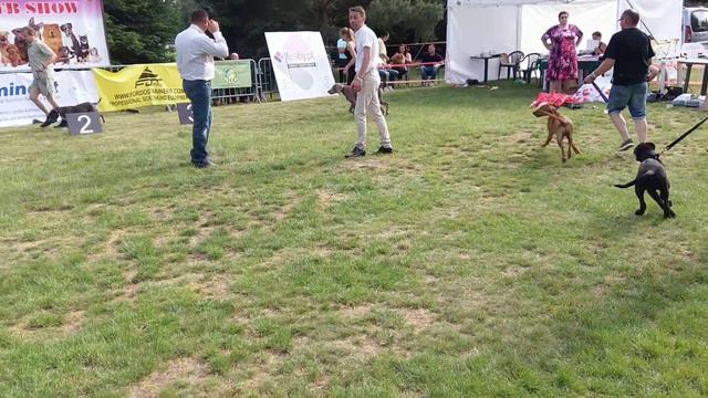 Wystawa psów rasowych gaj stolarski 2017 смотреть онлайн