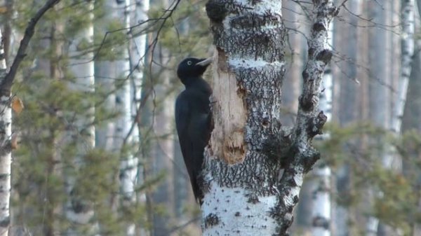 Черный дятел Желна (самка) Dryocopus martius