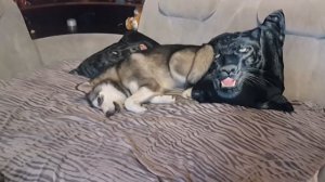 Ты будешь в Шоке! СОБАКИ РАЗГОВАРИВАЮТ. Маламут поет и Хаски Воет.