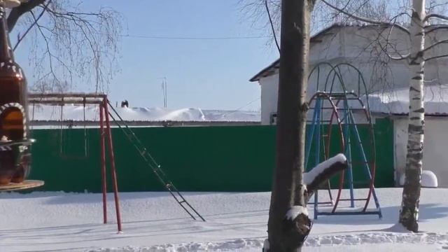 Акция Покорми птиц - Развешивание кормушек смотреть онлайн
